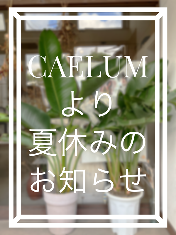 eCAELUM